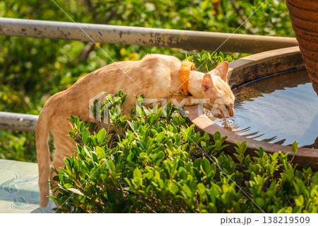 Ginger cat drinking water from fountain in tropical garden close up Ginger cat drinking water from fountain in tropical garden close up 138219509