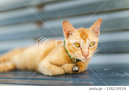 Ginger cat with green collar and bell lying on metal bench looking directly at camera in soft daylight outdoor scene Ginger cat with green collar and bell lying on metal bench looking directly at camera in soft daylight outdoor scene 138219519