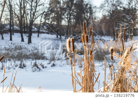 winter in the woods winter in the woods 138219776