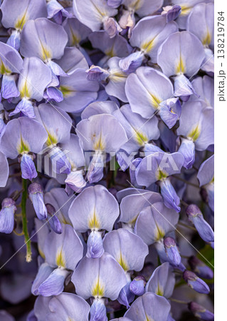 Wisteria tree blooming close up, natural background. Wisteria tree blooming close up, natural background. 138219784