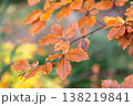 Yellow autumn leaves on a tree in the forest, macro shot. 138219841