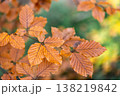 Yellow autumn leaves on a tree in the forest, macro shot. 138219842