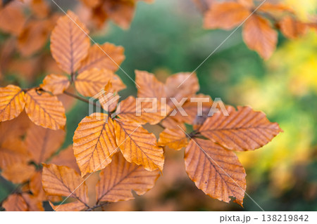Yellow autumn leaves on a tree in the forest, macro shot. 138219842