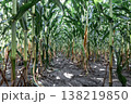 Natural background with growing leaves of corn. 138219850
