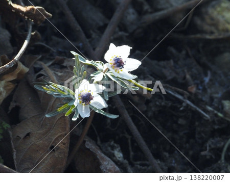 春を告げるセツブンソウの可憐な花 春を告げるセツブンソウの可憐な花 138220007