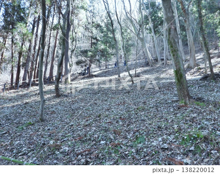 山肌を白く染めるセツブンソウの群生地 138220012