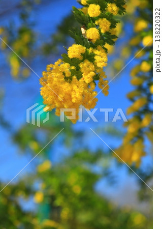 鮮やかなミモザの花 鮮やかなミモザの花 138220322
