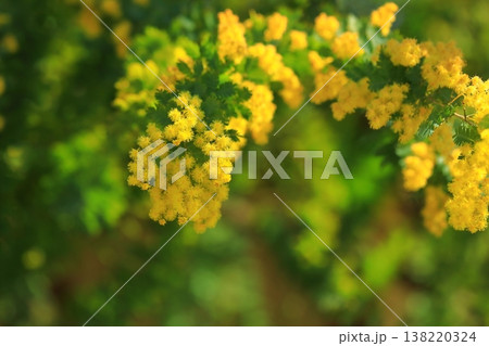 鮮やかなミモザの花 鮮やかなミモザの花 138220324