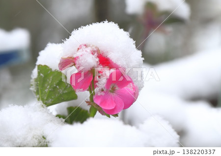 雪に降られたゼラニュームの花 雪に降られたゼラニュームの花 138220337