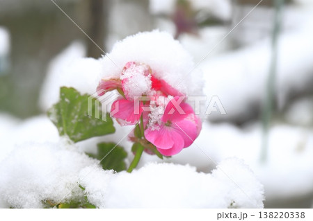 雪に降られたゼラニュームの花 雪に降られたゼラニュームの花 138220338