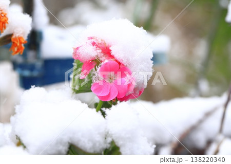 雪に降られたゼラニュームの花 138220340