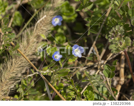 野原に咲いたオオイヌノフグリ 138220366