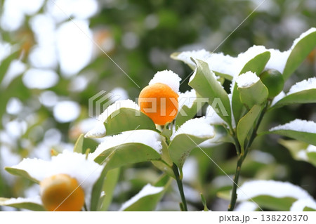 雪に降られたきんかん　 138220370