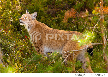 Alert Eurasian lynx in lush Scandinavian forest under bright natural light Alert Eurasian lynx in lush Scandinavian forest under bright natural light 138220373