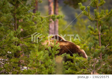 Brown bear walking through dense forest in Scandinavian wilderness 138220375