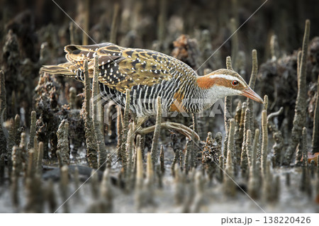 Buff-banded Rail Buff-banded Rail 138220426