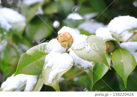 雪に降られた椿の蕾　　 138220428