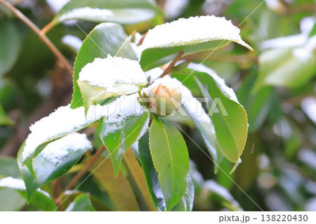 雪に降られた椿の蕾 雪に降られた椿の蕾 138220430