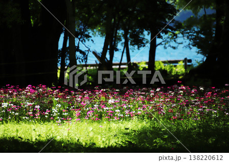 木陰に広がるクリンソウの花畑と中禅寺湖の青 癒しの自然風景 138220612