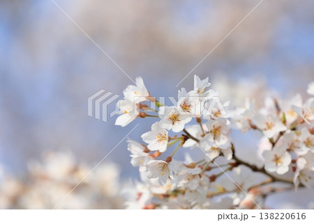 満開の桜 満開の桜 138220616