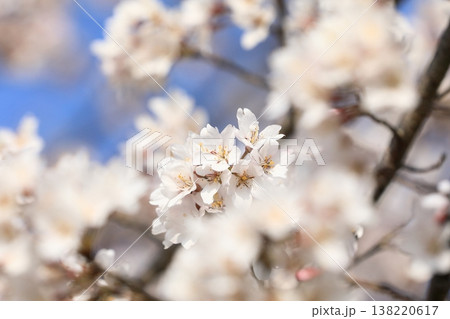 満開の桜 138220617