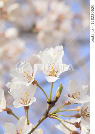 満開の桜 138220620