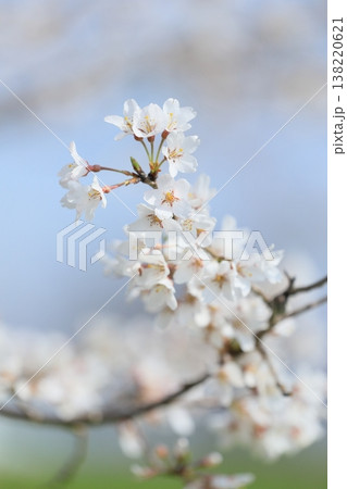満開の桜 満開の桜 138220621