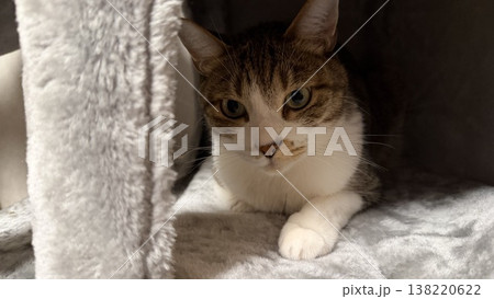 キャットタワーでくつろぐサバトラ猫 138220622