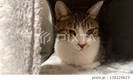 キャットタワーでくつろぐサバトラ猫 138220623