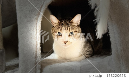 キャットタワーでくつろぐサバトラ猫 138220628