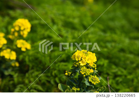春を呼ぶ花々 138220665