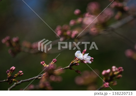 春を呼ぶ花々 春を呼ぶ花々 138220713