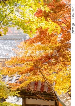 京都府長岡京市　西山　楊谷寺 (柳谷観音)　境内の紅葉（眼力稲荷から見下ろす浄土苑のもみじ） 138220736