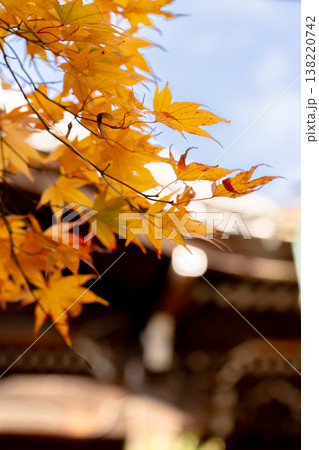 京都府長岡京市　西山　楊谷寺 (柳谷観音)　境内の紅葉（奥之院） 138220742