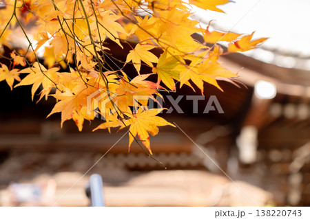 京都府長岡京市　西山　楊谷寺 (柳谷観音)　境内の紅葉（奥之院） 138220743