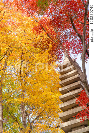 京都府長岡京市　西山　楊谷寺 (柳谷観音)　境内の紅葉（心参道のもみじ） 138220749