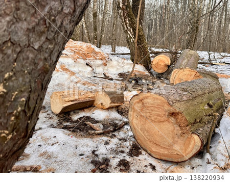 illegal logging in a forest park in Russia in the spring illegal logging in a forest park in Russia in the spring 138220934