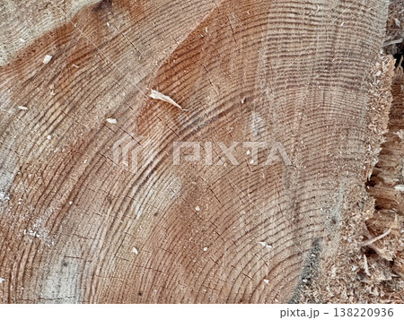 illegal logging in a forest park in Russia in the spring illegal logging in a forest park in Russia in the spring 138220936