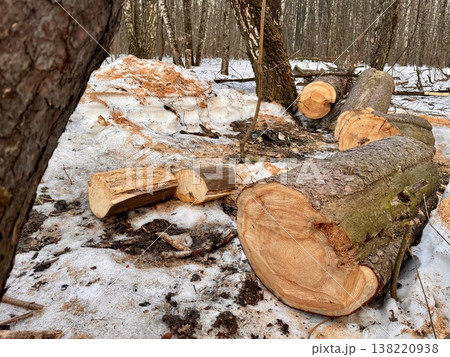 illegal logging in a forest park in Russia in the spring 138220938