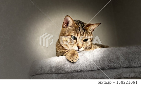 キャットタワーでくつろぐキジトラ猫 138221061