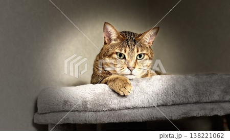 キャットタワーでくつろぐキジトラ猫 キャットタワーでくつろぐキジトラ猫 138221062