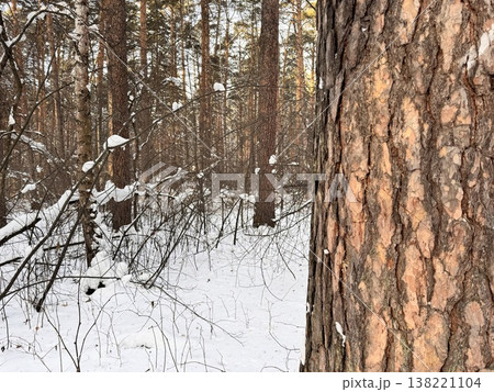 Pine forest in winter in sunny weather 138221104