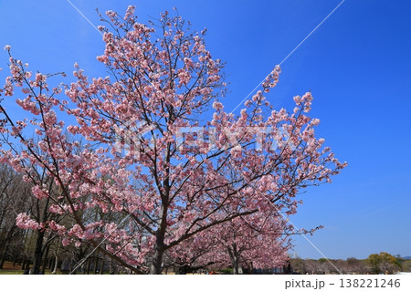 ◇万博記念公園 「SAKURA EXPO (日本さくら名所100選」) 東の広場 【吹田市】 ◇万博記念公園 「SAKURA EXPO (日本さくら名所100選」) 東の広場 【吹田市】 138221246