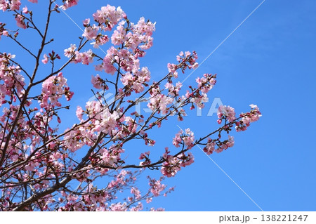 ◇万博記念公園 「SAKURA EXPO (日本さくら名所100選)」 東の広場 【吹田市】 ◇万博記念公園 「SAKURA EXPO (日本さくら名所100選)」 東の広場 【吹田市】 138221247