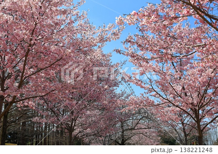 ◇万博記念公園 「SAKURA EXPO (日本さくら名所100選)」 東の広場 【吹田市】 ◇万博記念公園 「SAKURA EXPO (日本さくら名所100選)」 東の広場 【吹田市】 138221248