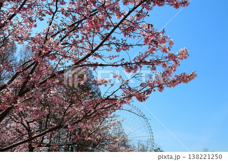 ◇万博記念公園 「SAKURA EXPO (日本さくら名所100選)」 東の広場 【吹田市】 ◇万博記念公園 「SAKURA EXPO (日本さくら名所100選)」 東の広場 【吹田市】 138221250