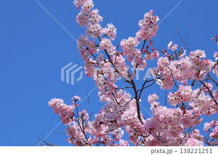 ◇万博記念公園 「SAKURA EXPO (日本さくら名所100選)」 東の広場 【吹田市】 ◇万博記念公園 「SAKURA EXPO (日本さくら名所100選)」 東の広場 【吹田市】 138221251
