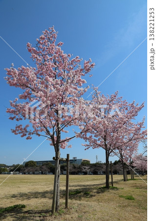 ◇万博記念公園 「SAKURA EXPO (日本さくら名所100選)」 東の広場 【吹田市】 ◇万博記念公園 「SAKURA EXPO (日本さくら名所100選)」 東の広場 【吹田市】 138221253