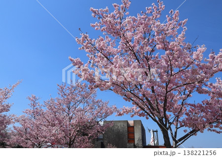 ◇万博記念公園 「SAKURA EXPO （日本さくら名所100選」） 東の広場 【吹田市】 138221256
