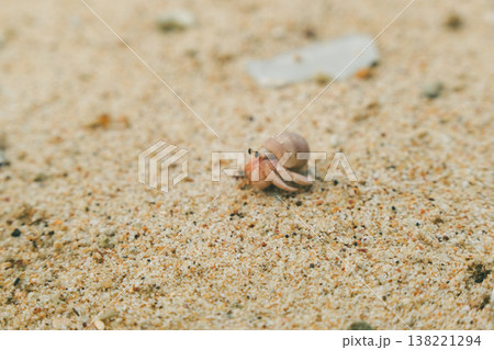 スリランカのビーチにいたヤドカリ 138221294